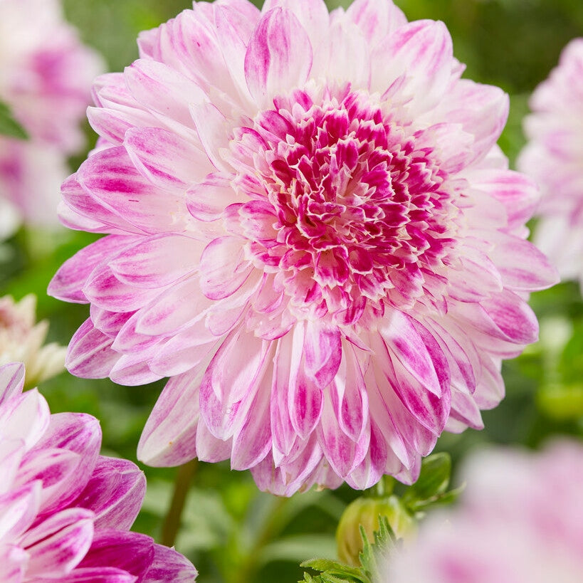 Dahlia Special Que Sera 1-pack